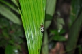 costa rica wildlife, pacific-051